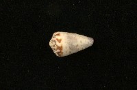 藏品(樂譜芋螺)的圖片